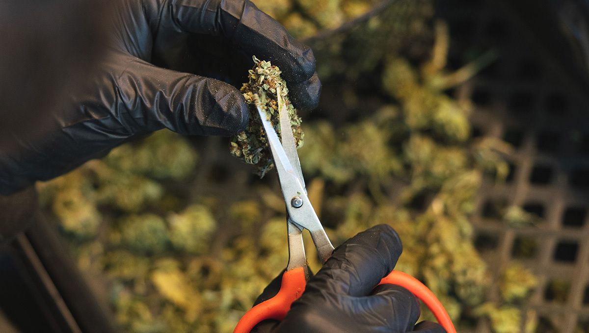 OG Kush Auto: trimming