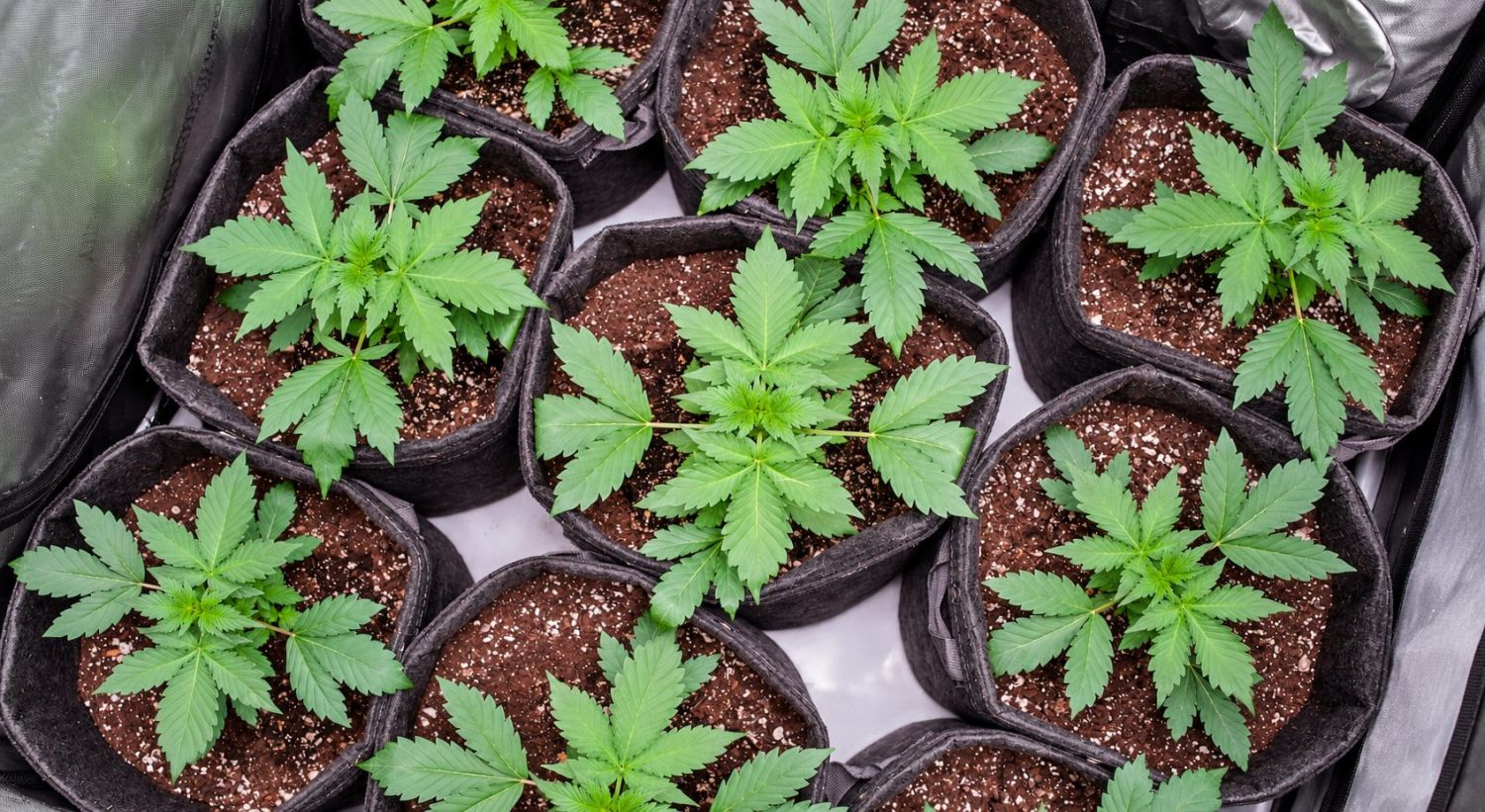 How to Successfully Repot a Cannabis Plant How to Successfully Repot a Cannabis Plant