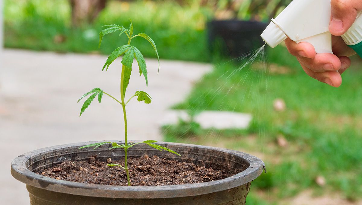 Can you grow autoflowers organically: super soil