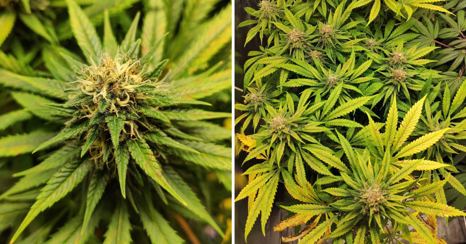 Durban poison week-by-week: week 9 and 10