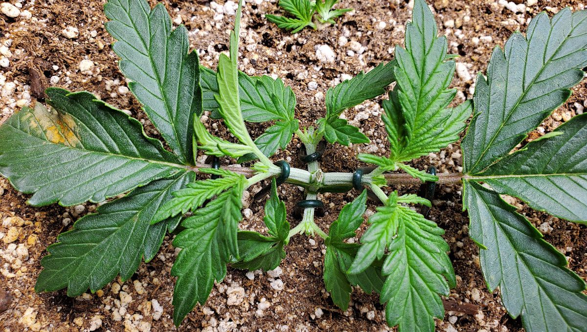 Forbidden Runtz Auto Cannabis Strain Week-by-Week Guide: A young autoflower after two consecutive toppings and with side branches spread flat and secured Forbidden Runtz Auto Cannabis Strain Week-by-Week Guide: A young autoflower after two consecutive toppings and with side branches spread flat and secured