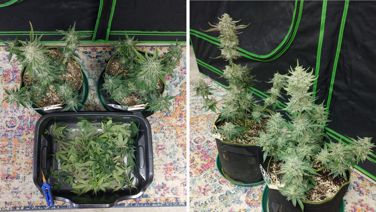 Purple Punch Auto Cannabis Strain Week-by-Week Guide: The results of pre-harvest defoliation of two indoor autoflowers