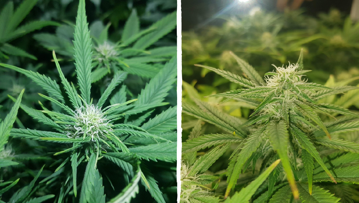 Bruce banner auto cannabis strain: early flower | weeks 6-7 Bruce banner auto cannabis strain: early flower | weeks 6-7