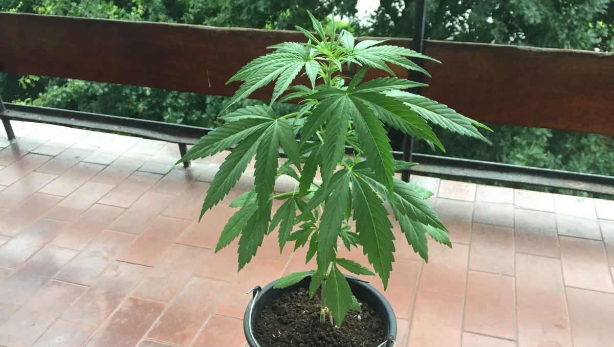 Blueberry Cheese Auto cannabis strain: mid veg | weeks 3-4 | a slender autoflower growing in a pot outdoors