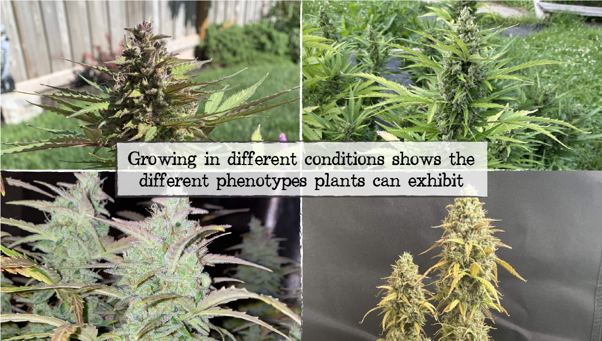 Cannabis breeding: testing f1 crosses