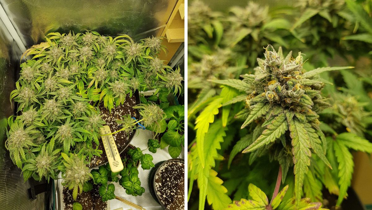 Bubba Kush Auto cannabis strain: mid flower (bulk phase) | weeks 10-13 Bubba Kush Auto cannabis strain: mid flower (bulk phase) | weeks 10-13