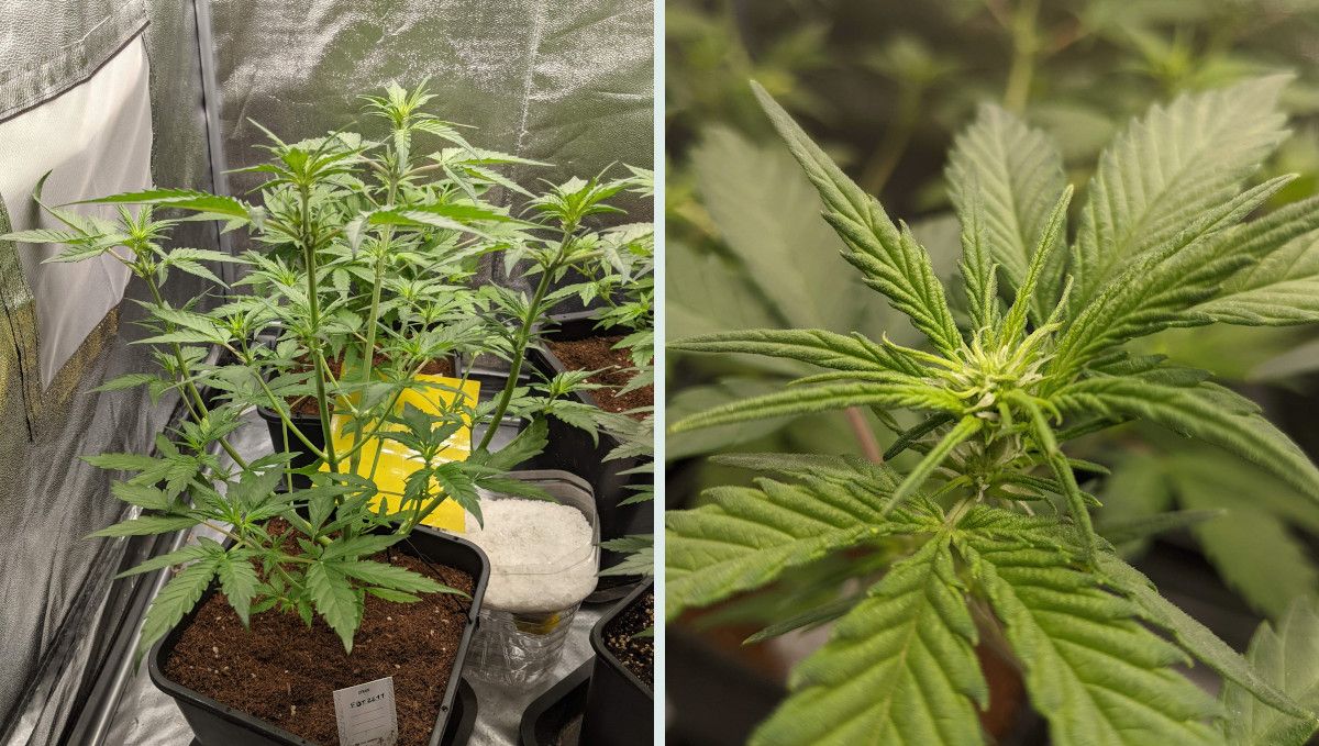 Tropicana Cookies Auto cannabis strain: transition (pre-flower) | week 5 | a medium-sized indoor plant at the cusp of budding Tropicana Cookies Auto cannabis strain: transition (pre-flower) | week 5 | a medium-sized indoor plant at the cusp of budding