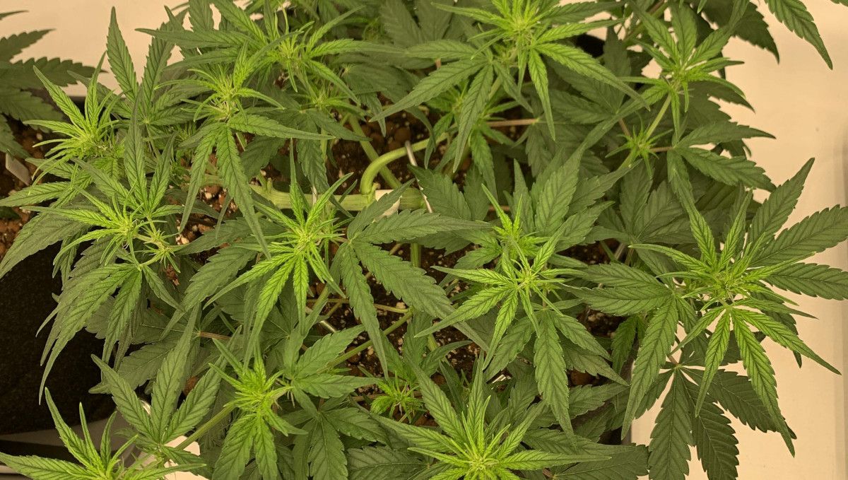 Banana Purple Punch Auto Cannabissorte: Übergangsphase (Vorblüte) | Woche 5 | breite und flache Indoor-Cannabispflanze beginnt zu blühen Banana Purple Punch Auto Cannabissorte: Übergangsphase (Vorblüte) | Woche 5 | breite und flache Indoor-Cannabispflanze beginnt zu blühen