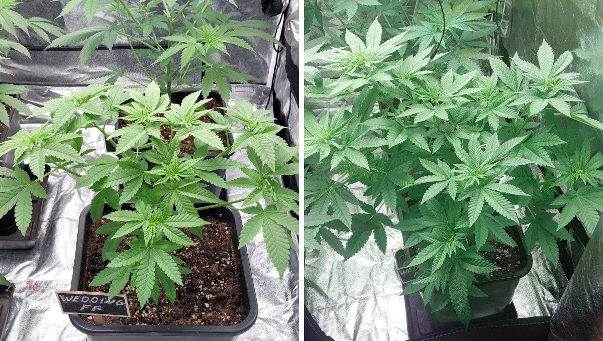 Wedding Cheesecake FF cannabis strain: mid veg | weeks 3-6 | topped and turning into a bushy, multi-branch plant Wedding Cheesecake FF cannabis strain: mid veg | weeks 3-6 | topped and turning into a bushy, multi-branch plant