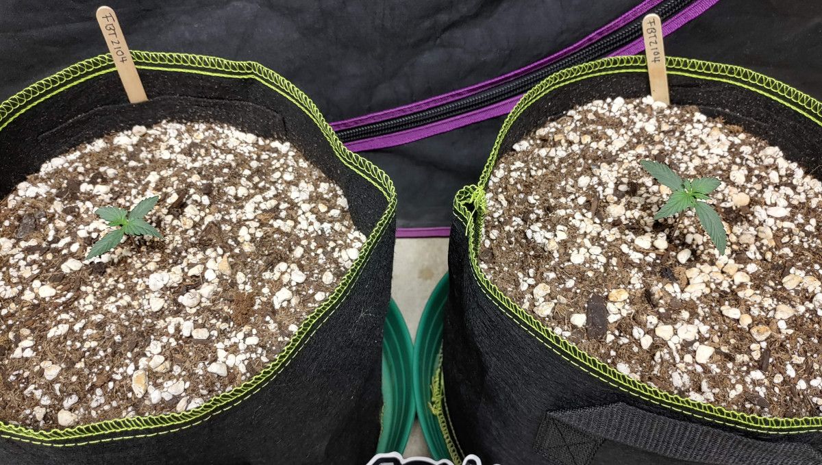 Forbidden Runtz Auto Cannabis Strain Week-by-Week Guide: Two 1 week old weed seedlings planted straight into fabric pots Forbidden Runtz Auto Cannabis Strain Week-by-Week Guide: Two 1 week old weed seedlings planted straight into fabric pots