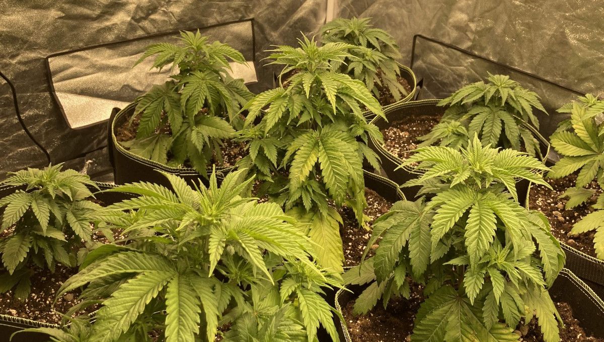 Liberty Haze Cannabis Strain Week-by-Week Guide: Several young marijuana plants in a grow tent wigh slightly droopy leaves due to a recent transplant into large grow bags