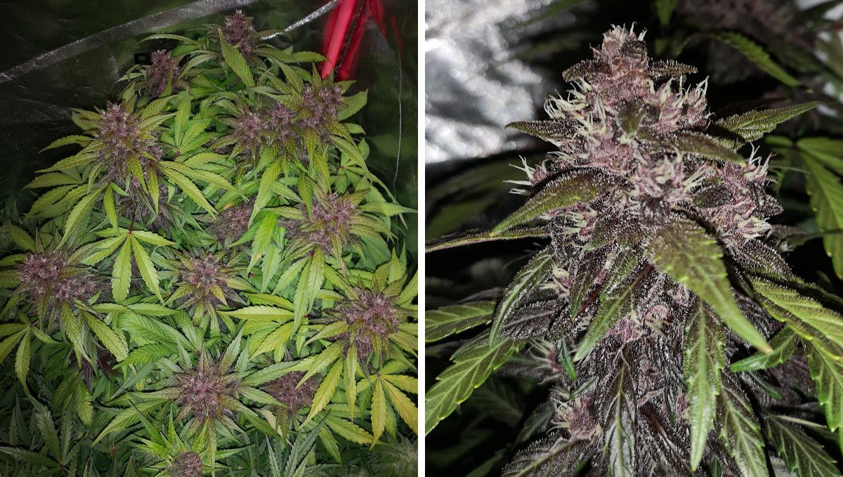 Blackberry Auto cannabis strain: early flower | weeks 6-7 | a top view of an indoor autoflower with fading leaves and purple buds and a closeup of one such bud maturing