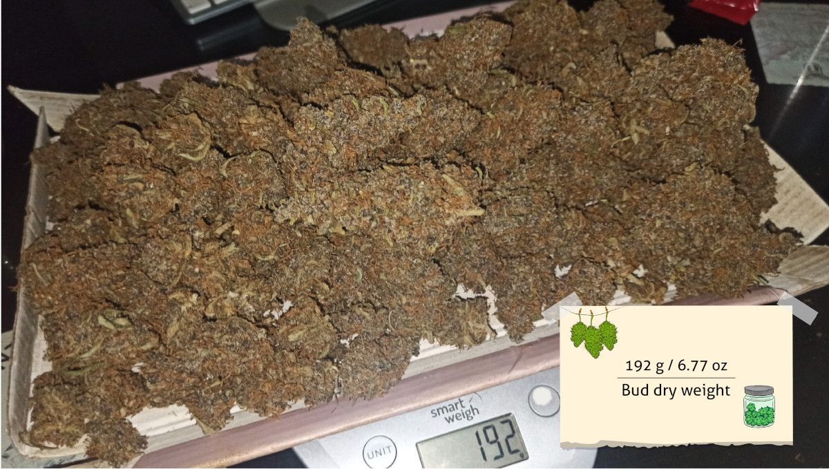 Skywalker OG Auto cannabis strain: harvest Skywalker OG Auto cannabis strain: harvest