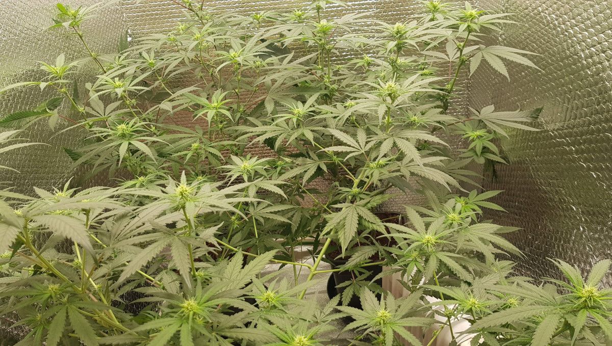 Wedding Cheesecake FF cannabis strain: early flower | weeks 8-9 | a tall, bushy marijuana plant just starting to form the first buds Wedding Cheesecake FF cannabis strain: early flower | weeks 8-9 | a tall, bushy marijuana plant just starting to form the first buds