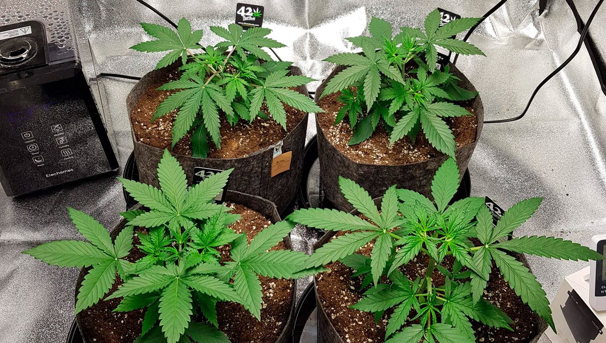 Cinderella auto week-by-week guide: vegetative stage week 2 Cinderella auto week-by-week guide: vegetative stage week 2