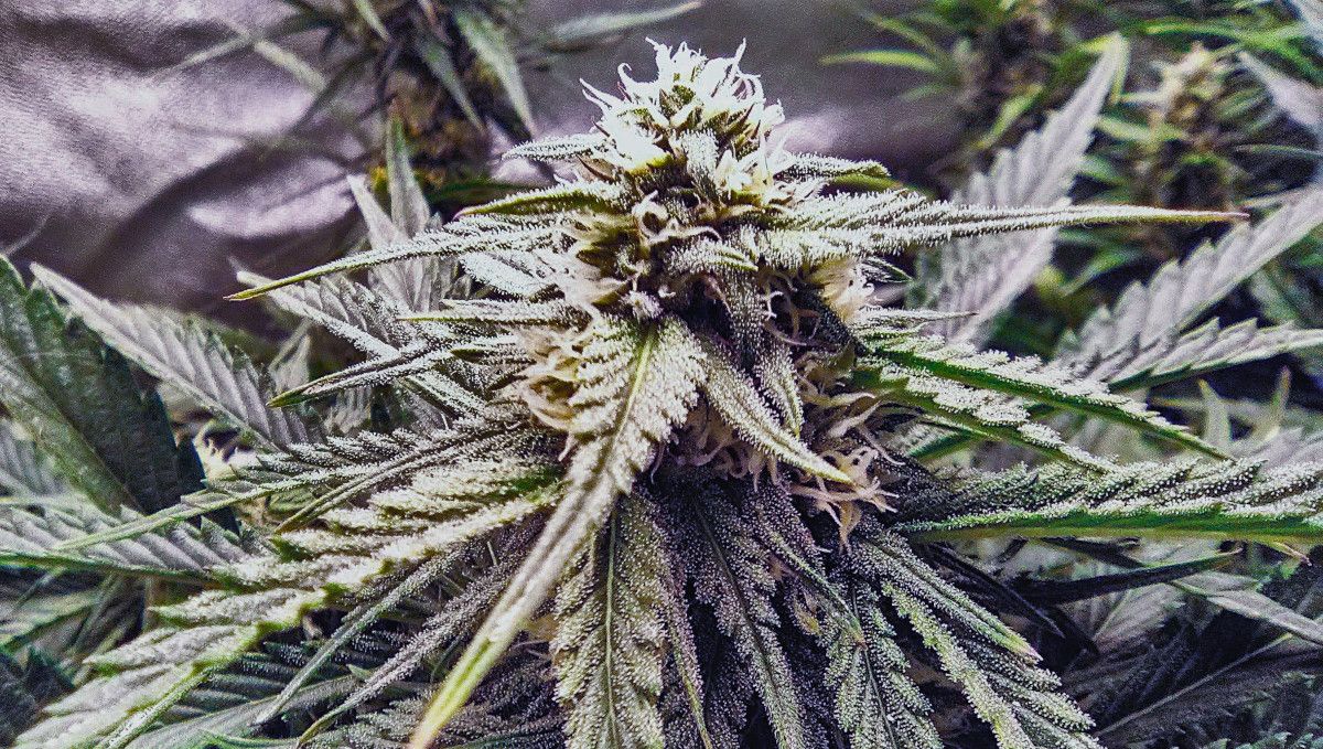 Strawberry Pie Auto Cannabis Strain Week-by-Week Guide: A weed plant with many flowering tops and a closeup of a bud Strawberry Pie Auto Cannabis Strain Week-by-Week Guide: A weed plant with many flowering tops and a closeup of a bud