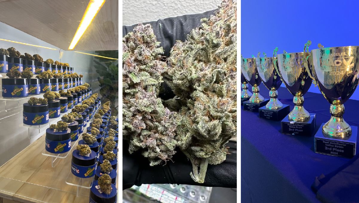 Proben der auf der AAC 2024 vorgestellten Autoflower.