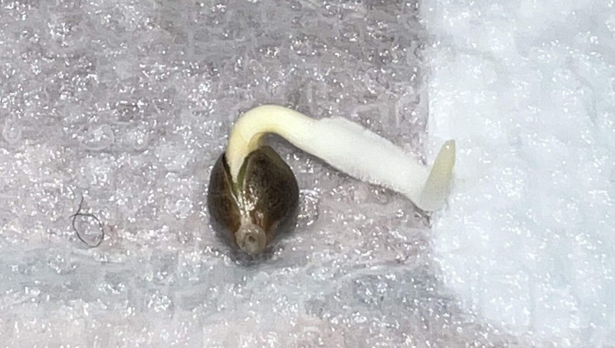 Tropicana Cookies Auto cannabis strain: germination and seedling stage | week 1 | seed with a taproot Tropicana Cookies Auto cannabis strain: germination and seedling stage | week 1 | seed with a taproot