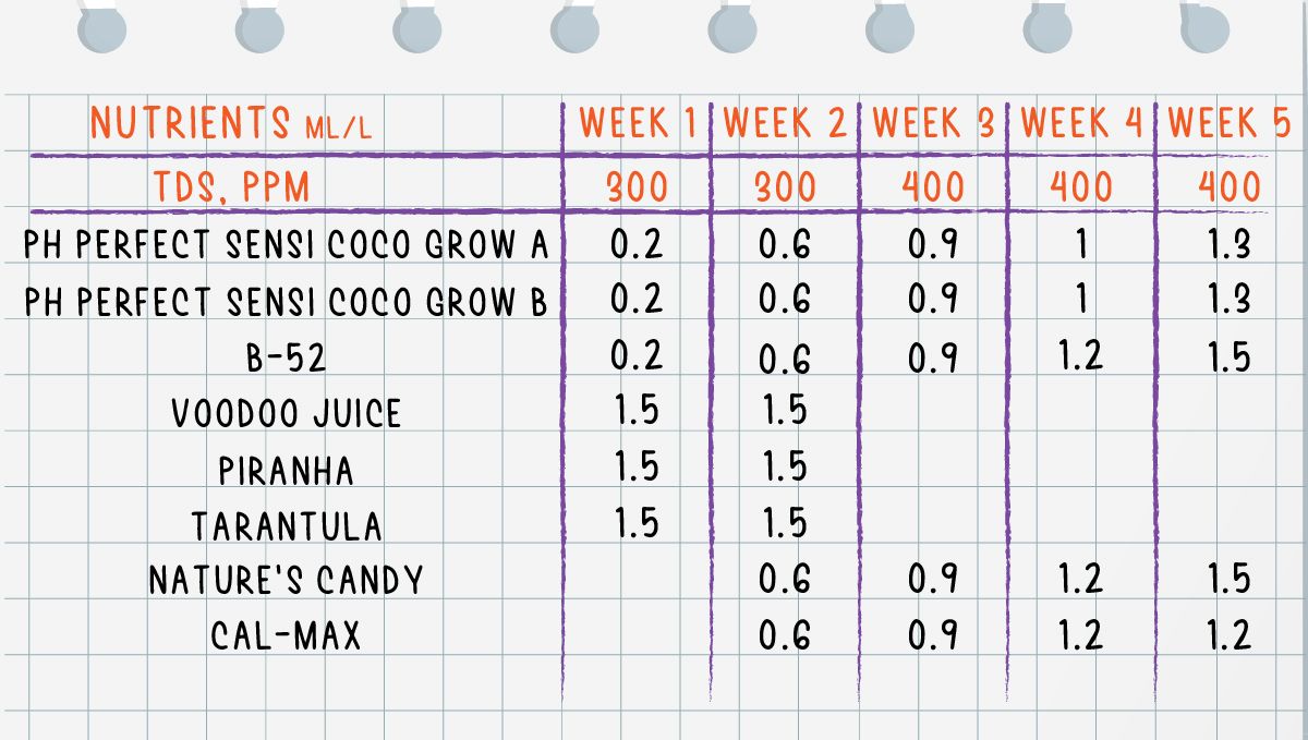 Forbidden Runtz Auto Cannabis Strain Week-by-Week Guide: The feeding schedule for the whole of the vegetative phase Forbidden Runtz Auto Cannabis Strain Week-by-Week Guide: The feeding schedule for the whole of the vegetative phase