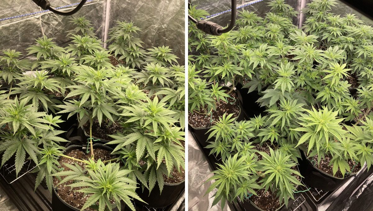 Liberty Haze Cannabis Strain Week-by-Week Guide: A top view of several cannabis plants in a grow tent right after defoliation and after the subsequent recovery