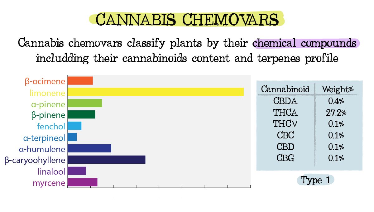 Cannabis chemtypes and chemovars: what are chemovars?