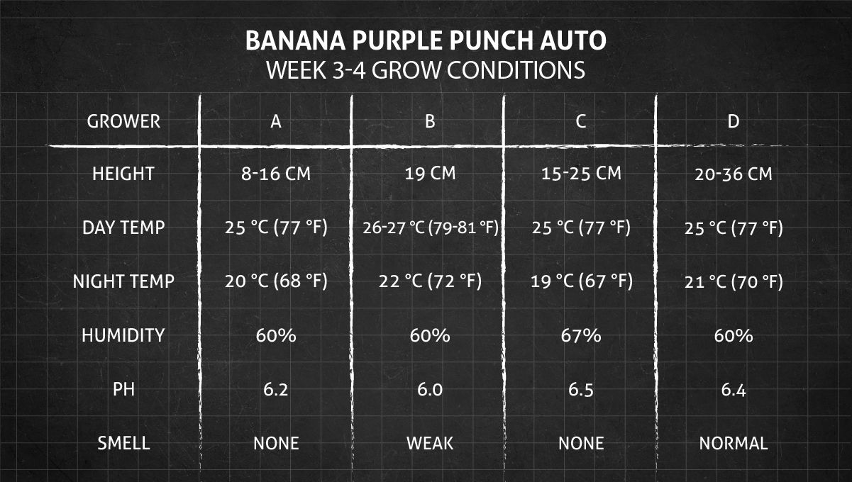 Banana Purple Punch Auto Cannabissorte: Wachstumsbedingungen in Wochen 3-4 Banana Purple Punch Auto Cannabissorte: Wachstumsbedingungen in Wochen 3-4