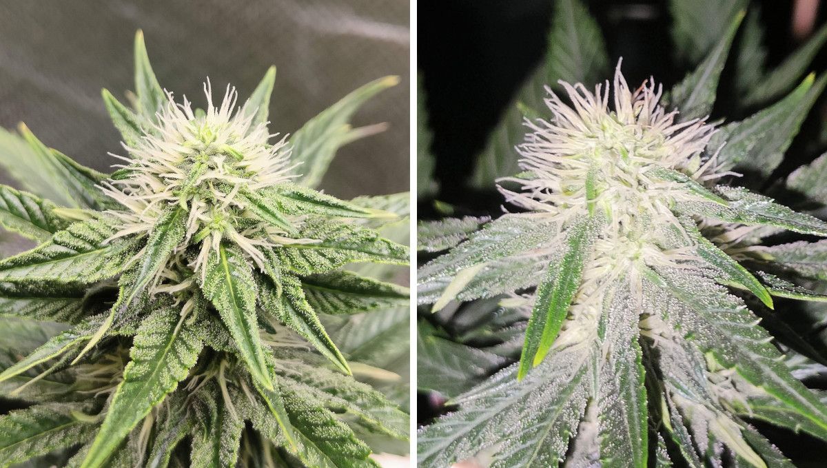 Tropicana Cookies FF cannabis strain: early flower | weeks 8-9 | close shots of two immature but very resinous top buds