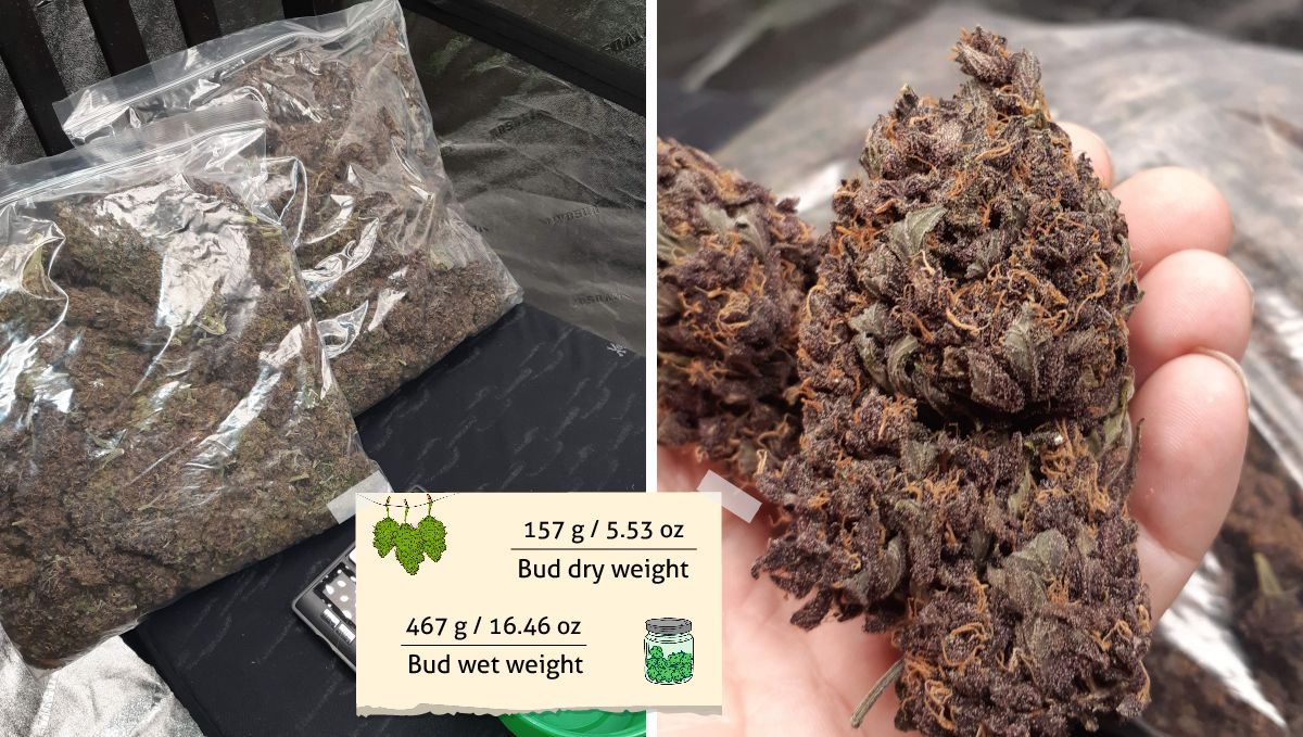 LSD-25 Auto cannabis strain outcome: two big plastic bags full of purple buds and a grower's hand holding a huge dry bud