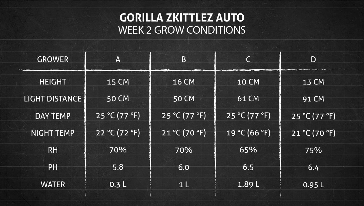 Gorilla Z Auto cannabis strain: week 2 grow conditions
