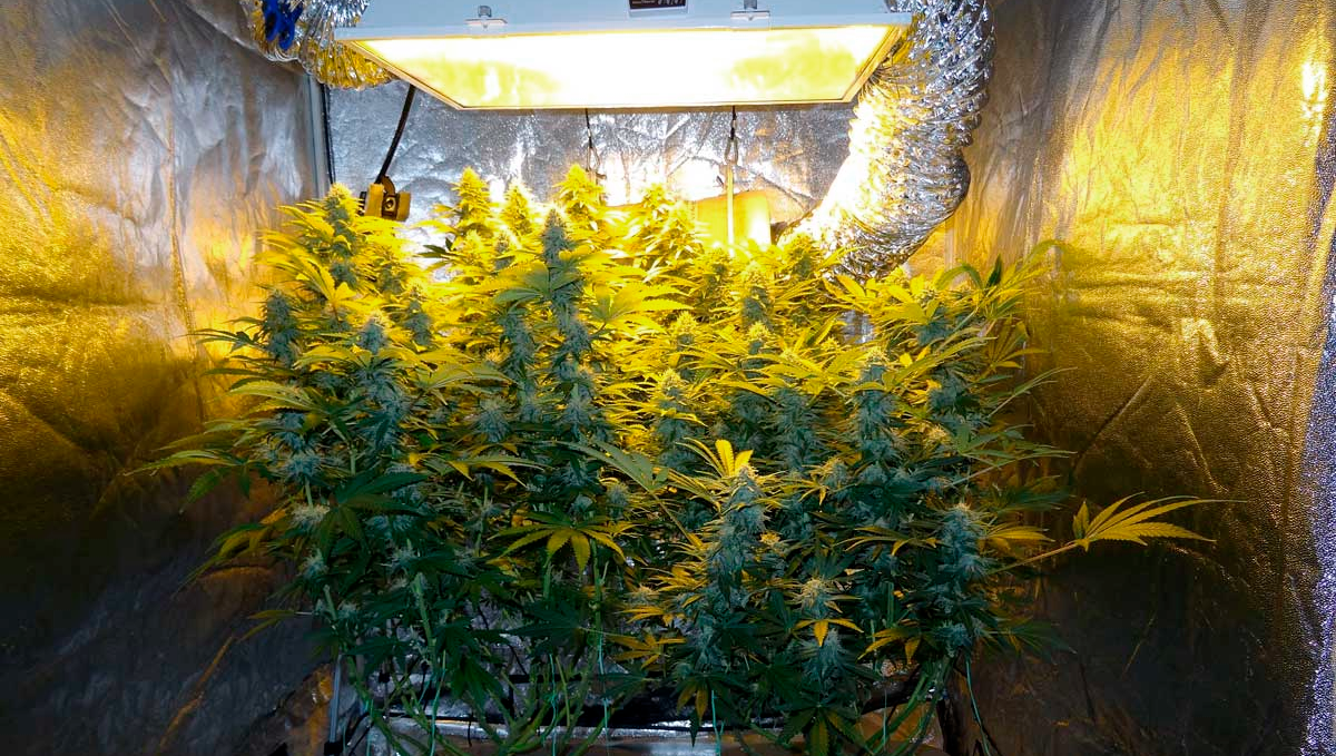 What Light Cycle is Best for Autoflowers?: lights