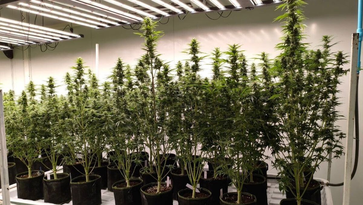 Apricot Auto