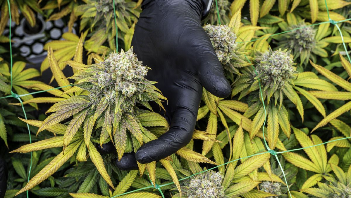 So erzielst du fette Cannabis Erträge mit der ScrOG-Methode