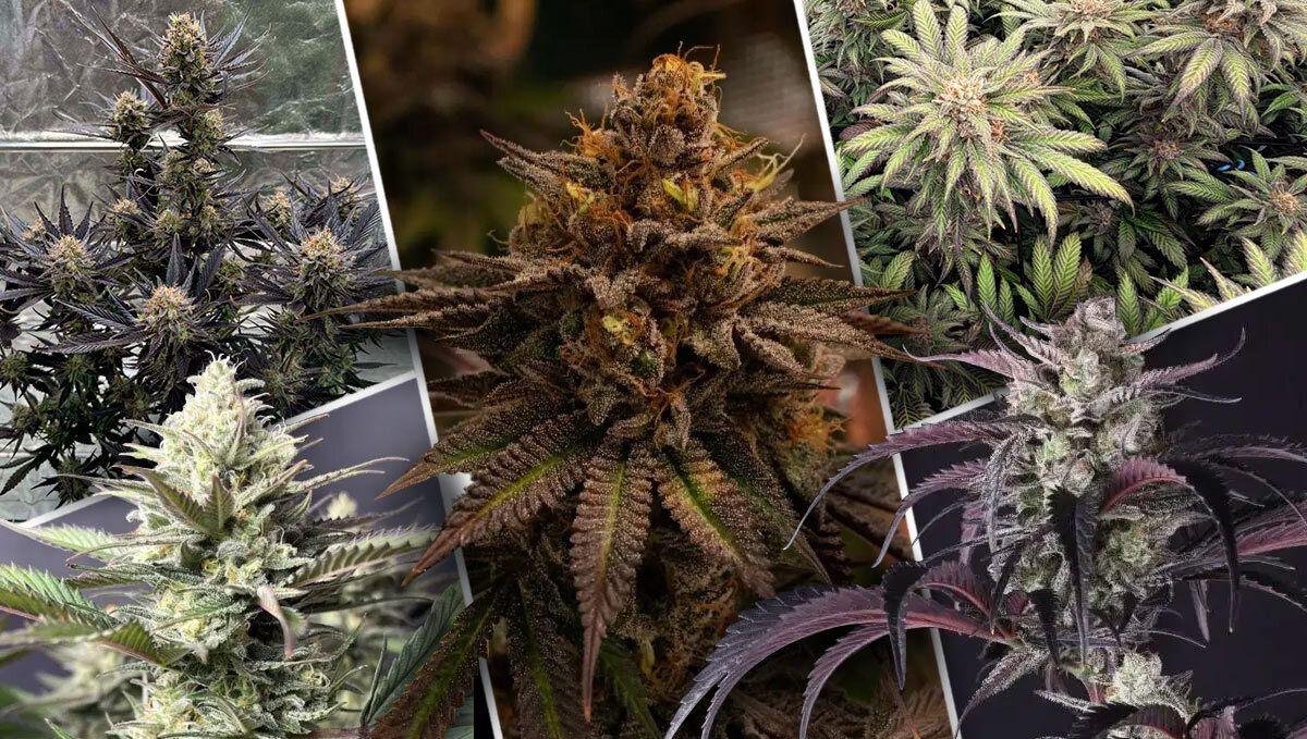 What Makes A Great High-Yielding Strain?