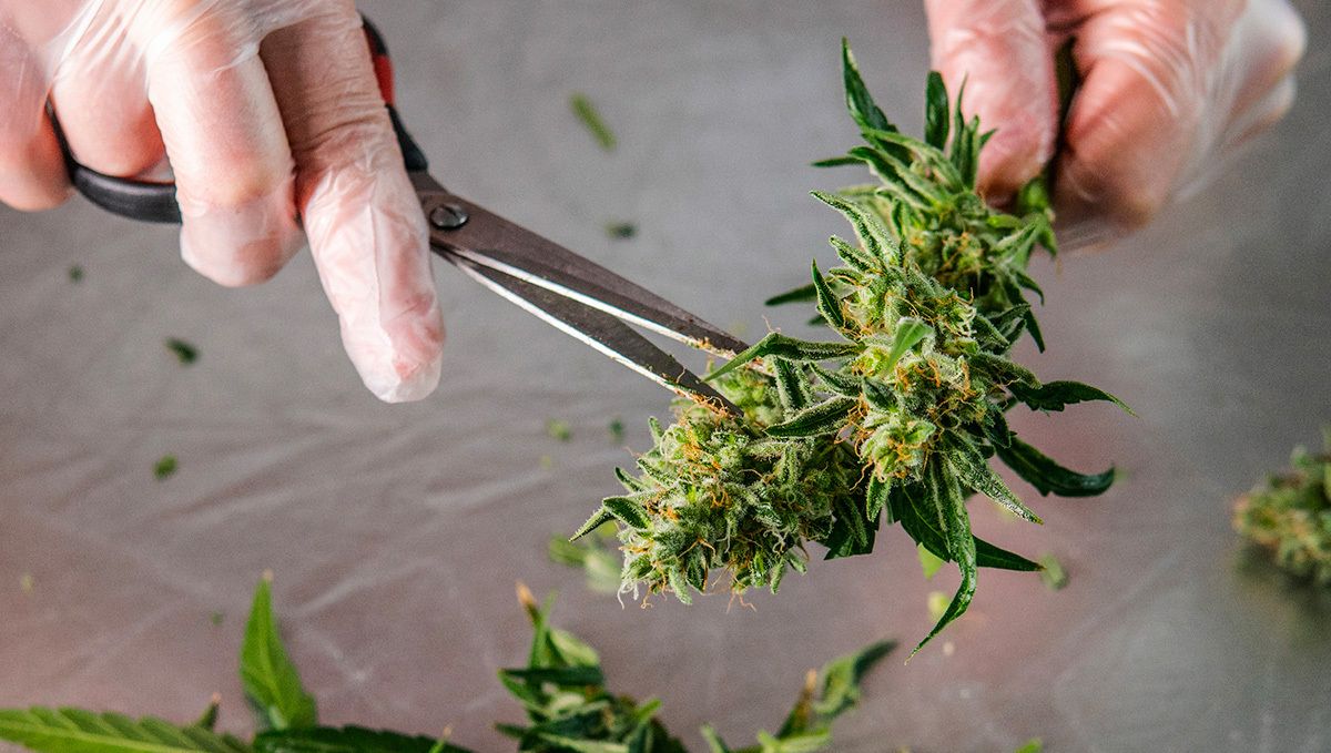 Der arbeitsintensivste Teil des Cannabisanbaus: Das Trimmen.