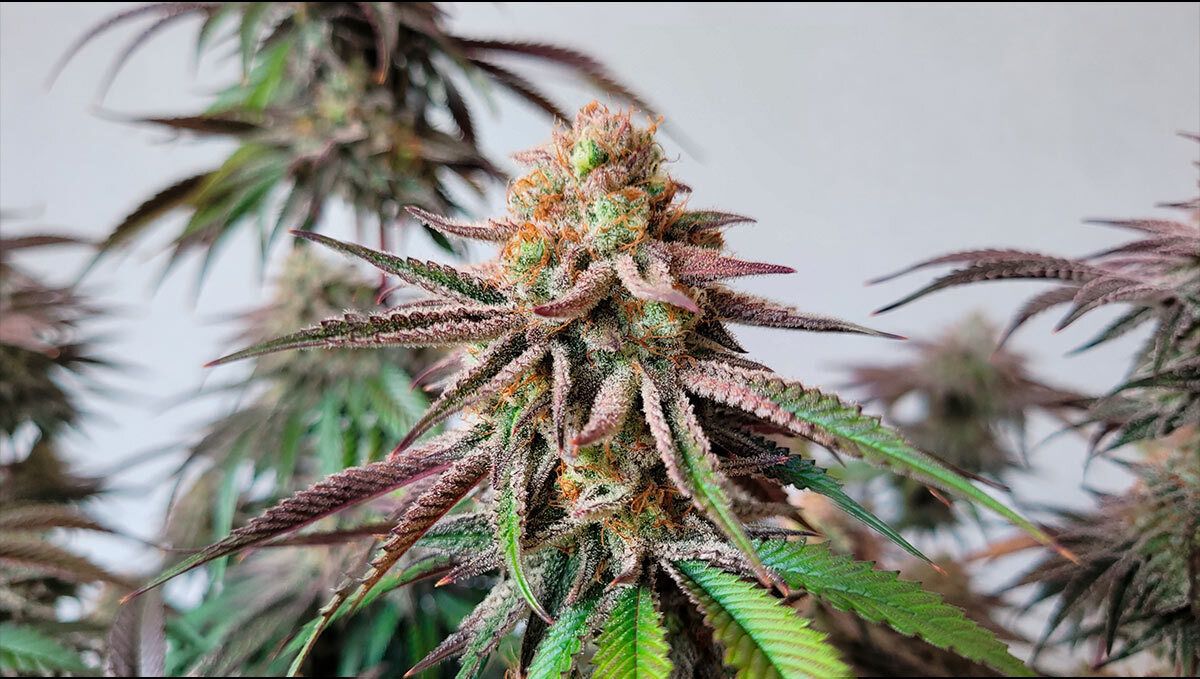 281.jpg Guava Sundae Auto