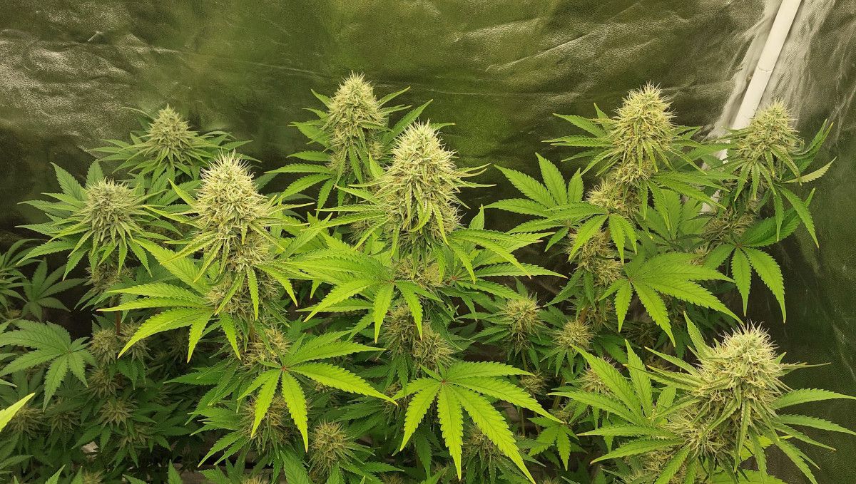 Orange Sherbet FF cannabis strain: mid flower (bulk phase) | weeks 10-11 | a maturing plant with big but not overly dense and white-haired colas and yellowish leaves Orange Sherbet FF cannabis strain: mid flower (bulk phase) | weeks 10-11 | a maturing plant with big but not overly dense and white-haired colas and yellowish leaves