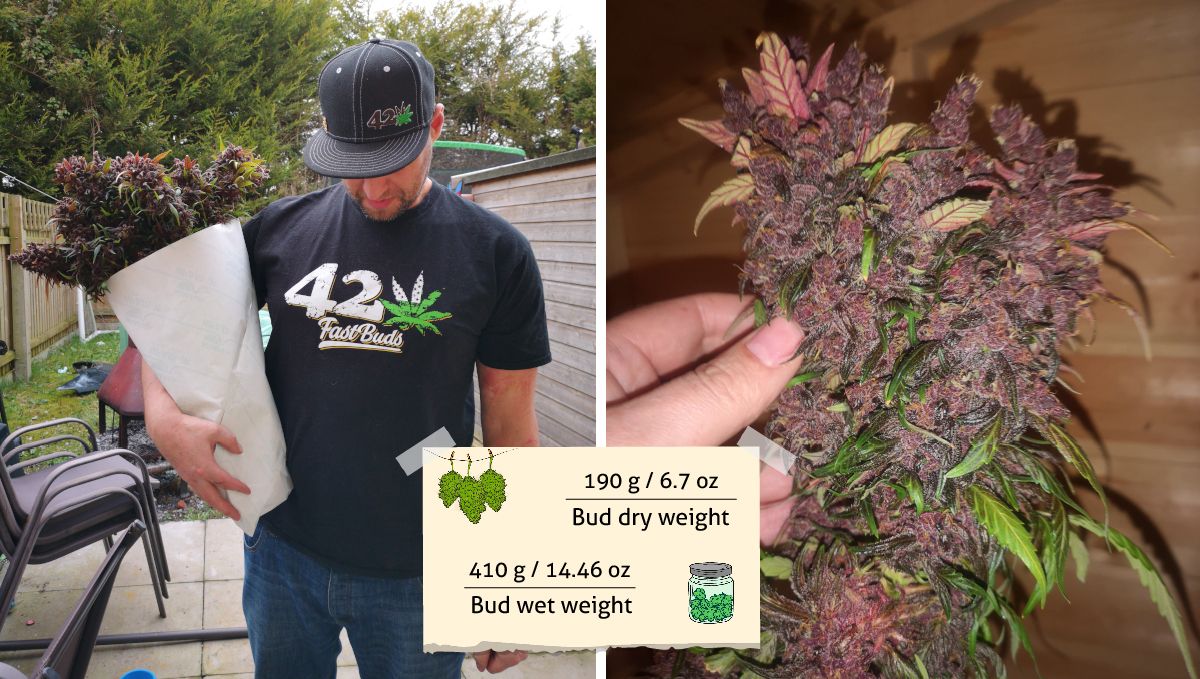 Blackberry Auto cannabis strain: yield | a grower holding a bunch of marijuana flowers and a closer look at one cola