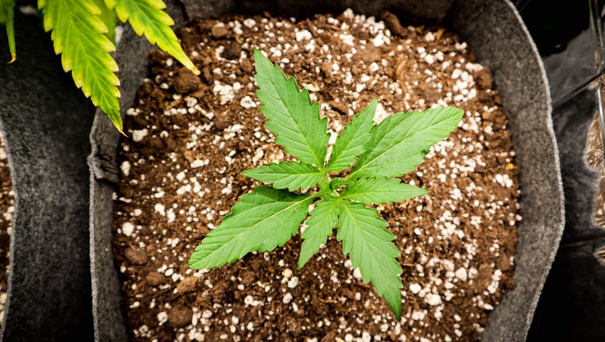 The lifecycle of the autoflowering cannabis plant: week 1 to week 3 The lifecycle of the autoflowering cannabis plant: week 1 to week 3