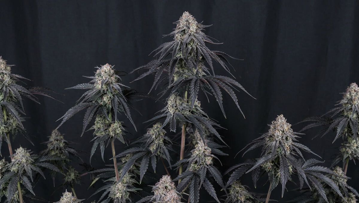 2 (9).jpg Mango frost