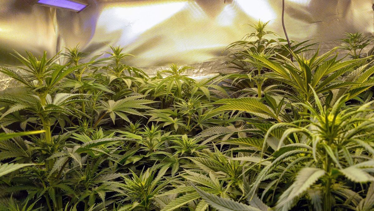 Gorilla Cookies FF cannabis strain: transition (pre-flower) | an indoor tent full of plants that have just started to bud Gorilla Cookies FF cannabis strain: transition (pre-flower) | an indoor tent full of plants that have just started to bud