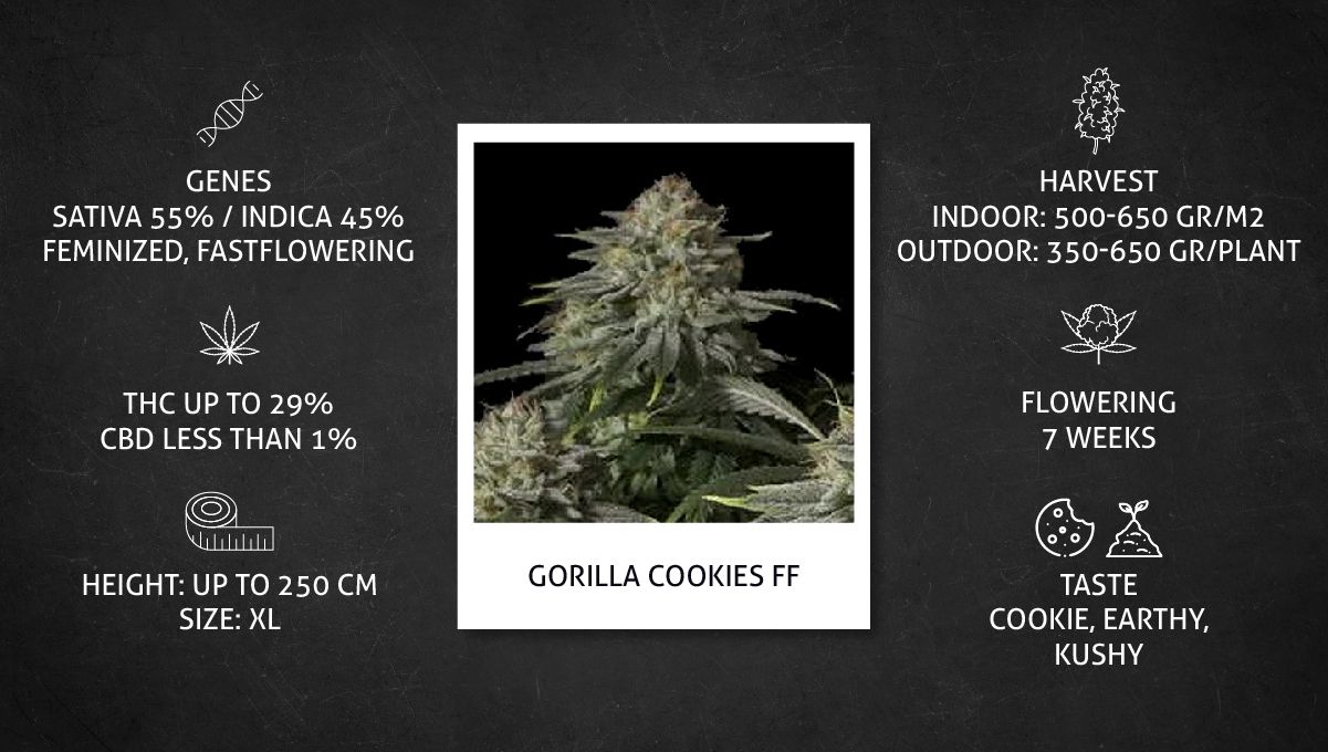 Gorilla Cookies FF cannabis strain: specs sheet Gorilla Cookies FF cannabis strain: specs sheet