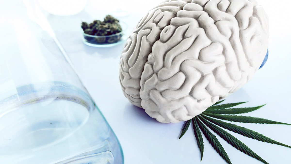 Teen Cannabis Use Doesn’t Cause Schizophrenia, a New Study Suggests: Cannabinoids Effect on Brain