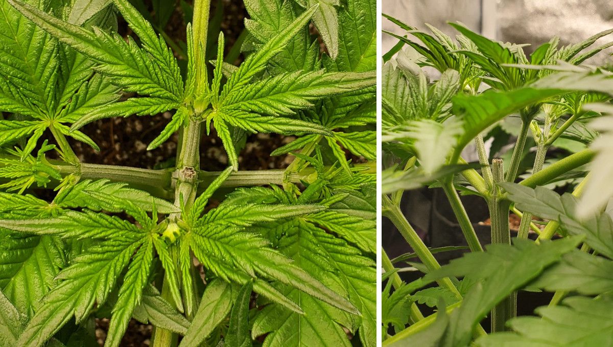 Super Lemon Haze Auto cannabis strain: mid veg | weeks 3-4 | a top and side view of the place where the plant's apex was removed Super Lemon Haze Auto cannabis strain: mid veg | weeks 3-4 | a top and side view of the place where the plant's apex was removed