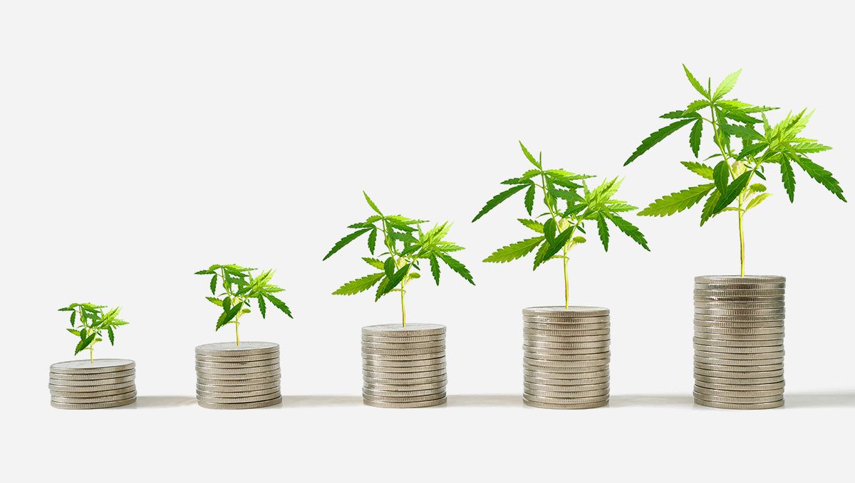 ¿Son fáciles de cultivar las autoflorecientes?: ahorrar dinero