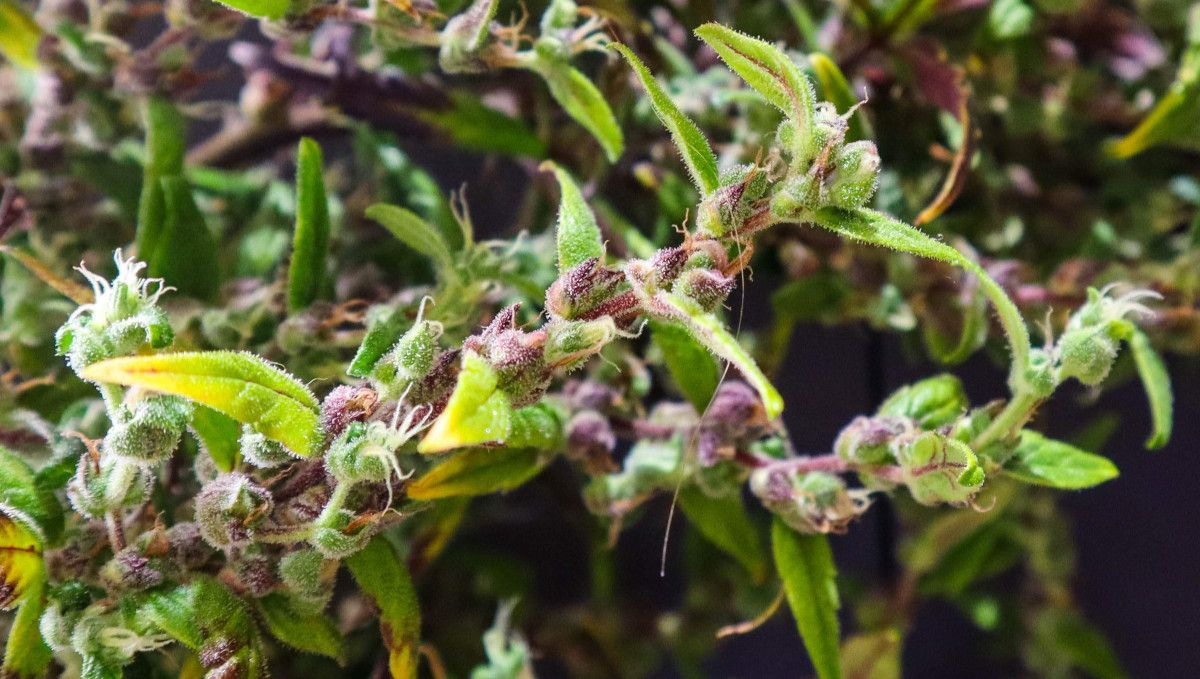 The Best Temperature To Grow Cannabis: The flowers of a severely foxtailing autoflower The Best Temperature To Grow Cannabis: The flowers of a severely foxtailing autoflower