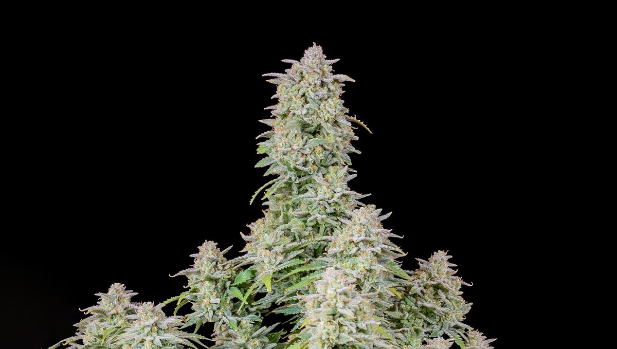 Top 5 der besten Indica-Autoflower-Sorten: Forbidden Runtz Auto
