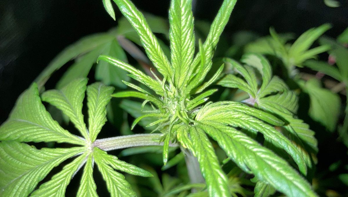 Auto Blackberry Kush cannabis strain: transition (pre-flower) | week 5 | a marijuana plant top on the verge of budding