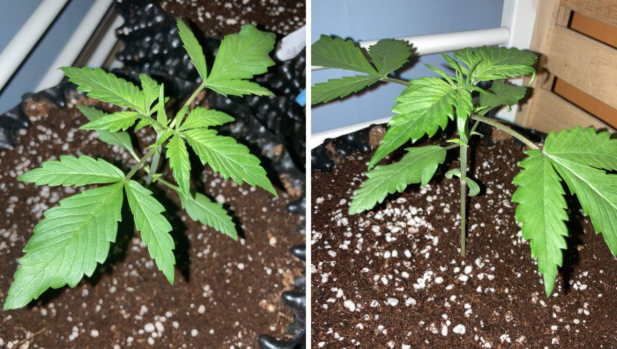 Auto Blackberry Kush cannabis strain: early veg | week 2 | two very similar young weed plants, slightly underfed