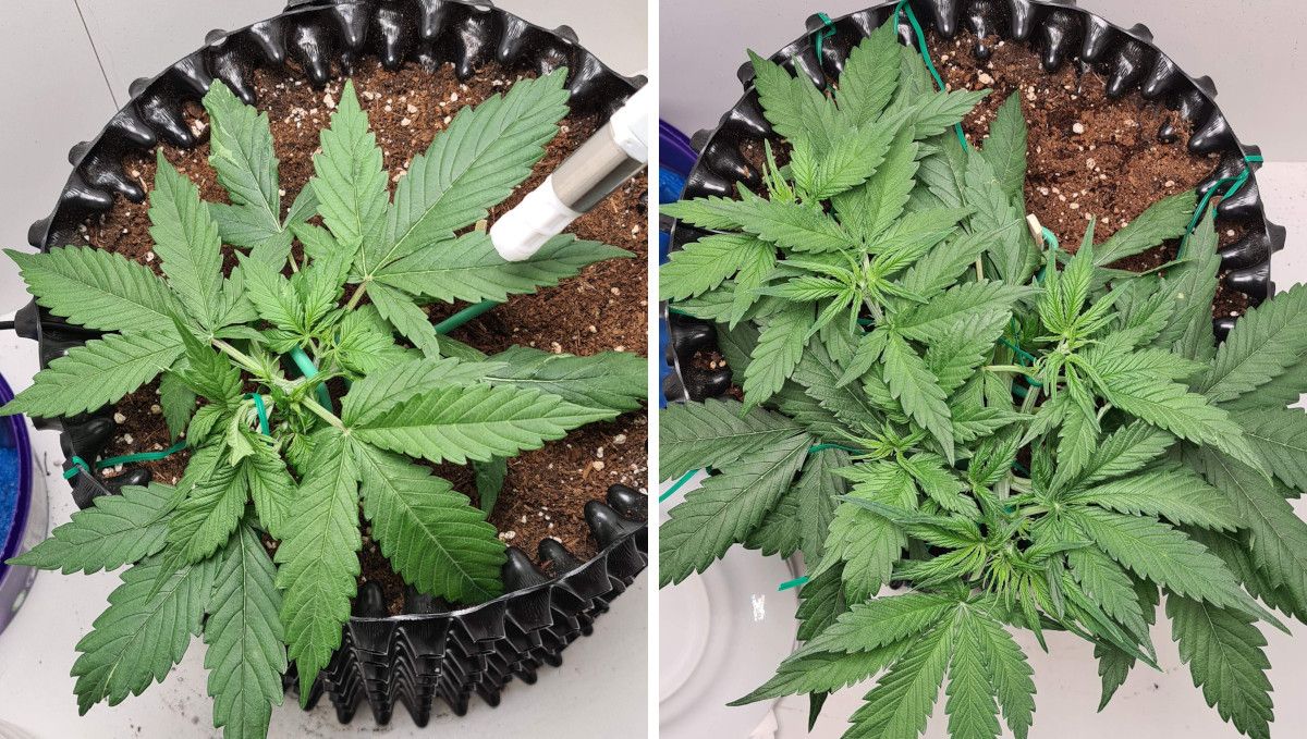 Super Lemon Haze Auto cannabis strain: mid veg | weeks 3-4 | a vigorous, healthy young weed plant being trained Super Lemon Haze Auto cannabis strain: mid veg | weeks 3-4 | a vigorous, healthy young weed plant being trained