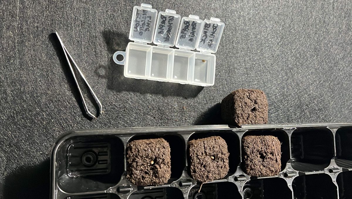 Purple Lemonade FF cannabis strain: germination and seedling stage | week 1 | seeds transferred from water into soil plugs Purple Lemonade FF cannabis strain: germination and seedling stage | week 1 | seeds transferred from water into soil plugs